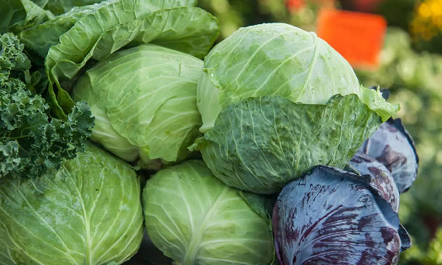 ക്യാൻസർ അകറ്റും, അൽഷിമേഴ്‌സ് രോഗികൾക്കും ഫലപ്രദം: എണ്ണിയാൽ തീരില്ല കാബേജിന്റെ ഗുണങ്ങൾ