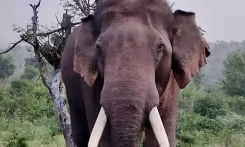 ബന്ദിപ്പൂർ വന്യജീവി സങ്കേതത്തിൽ ചരക്കുലോറി ഇടിച്ച് കാട്ടാന ചരിഞ്ഞു ബന്ദിപ്പൂർ വന്യജീവി സങ്കേതത്തിൽ ചരക്കുലോറി ഇടിച്ച് കാട്ടാന ചരിഞ്ഞു