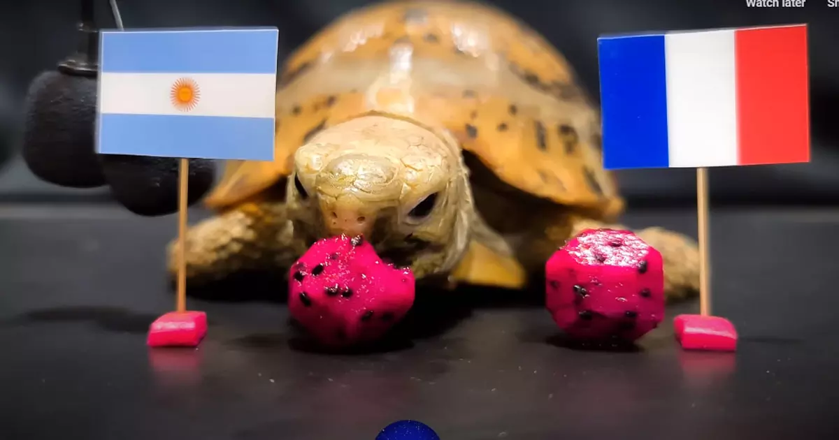 അർജൻറീന ജയിക്കും; പ്രവചനവുമായി നായ, പൂച്ച, പരുന്ത്, മത്സ്യം...