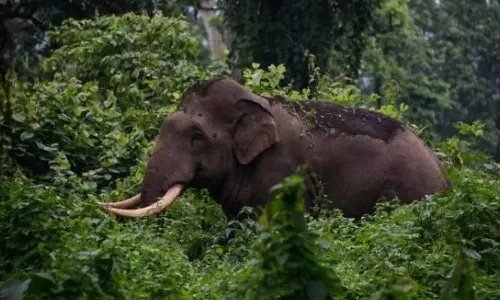 ധോണിയിൽ വീണ്ടും ഭീതി പരത്തി കാട്ടാന; പി.ടി 7 എത്തിയത് ജനവാസമേഖലയിൽ