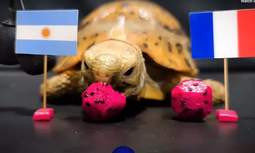 അർജൻറീന ജയിക്കും; പ്രവചനവുമായി നായ, പൂച്ച, പരുന്ത്, മത്സ്യം...