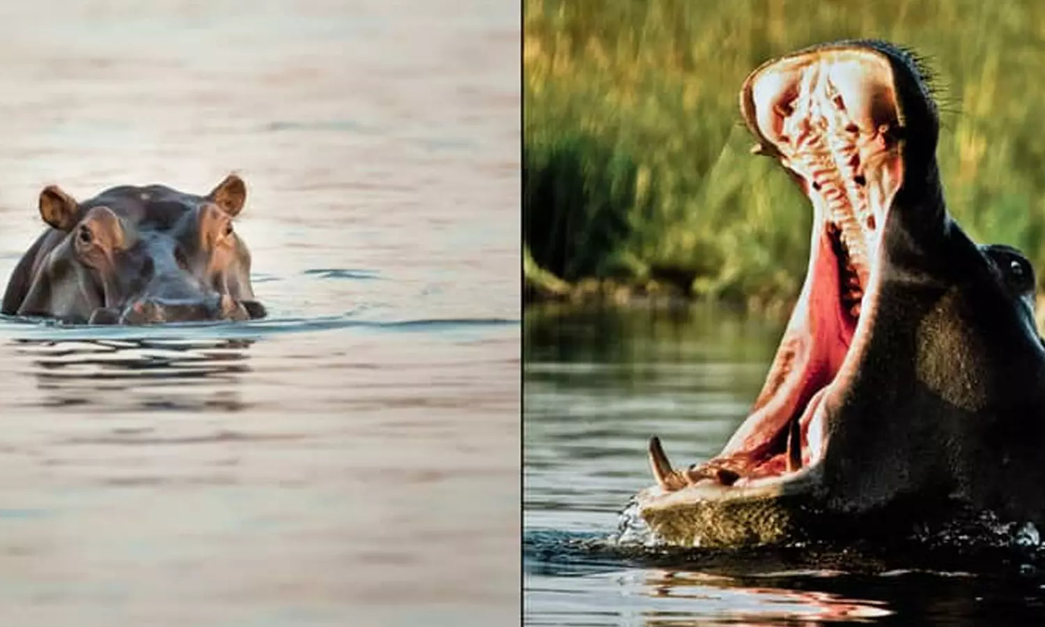 രണ്ടുവയസ്സുകാരനെ ജീവനോടെ വിഴുങ്ങി; കല്ലെറിഞ്ഞപ്പോൾ തിരികെ തുപ്പി ഹിപ്പൊപ്പൊട്ടാമസ് രണ്ടുവയസ്സുകാരനെ ജീവനോടെ വിഴുങ്ങി; കല്ലെറിഞ്ഞപ്പോൾ തിരികെ തുപ്പി ഹിപ്പൊപ്പൊട്ടാമസ്