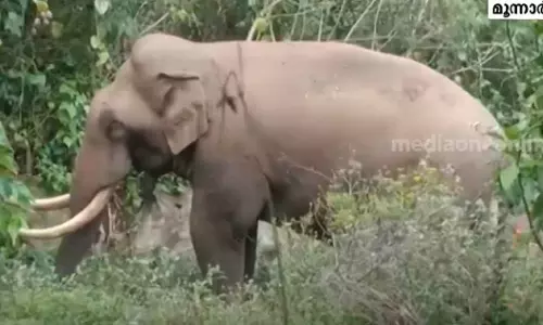 മൂന്നാറില്‍ ദമ്പതികളെ വീടിനുള്ളിൽ കുടുക്കി പടയപ്പ