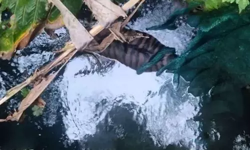 കട്ടപ്പനയിൽ ഏലത്തോട്ടത്തിലെ കുളത്തിൽ കടുവയെ ചത്ത നിലയിൽ കണ്ടെത്തി