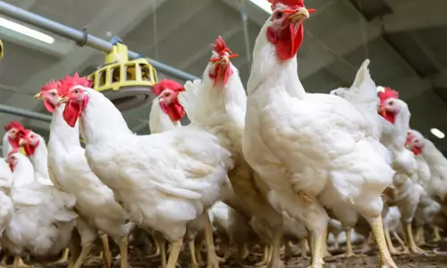 ചെലവിന് ആനുപാതികമായി വില ലഭിക്കുന്നില്ല; കോഴി കര്‍ഷകര്‍ പ്രതിസന്ധിയില്‍