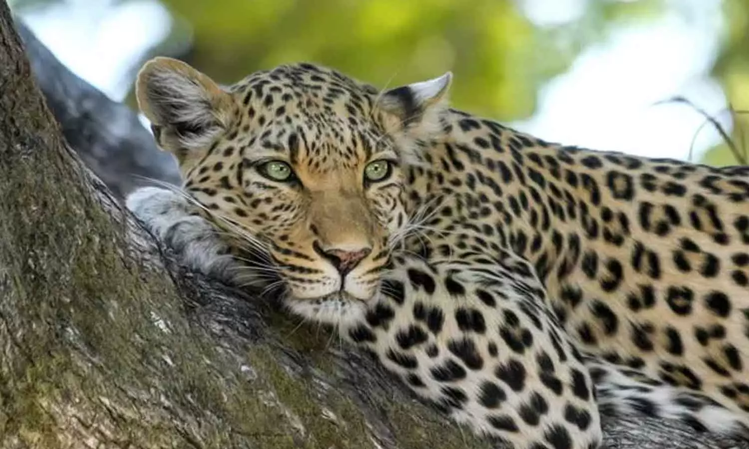 ഗുജറാത്തിൽ ഏഴ് വയസുകാരിയെ പുലി കടിച്ചു കൊന്നു ഗുജറാത്തിൽ ഏഴ് വയസുകാരിയെ പുലി കടിച്ചു കൊന്നു