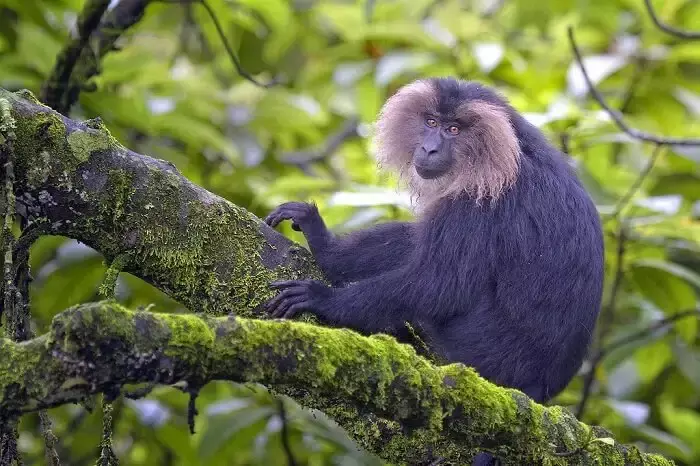 സൈലന്‍റ് വാലി നാഷണൽ പാർക്കിന്‍റെ ബഫർ സോൺ നിശ്ചയിച്ചതിൽ ഗുരുതര പിഴവുകൾ