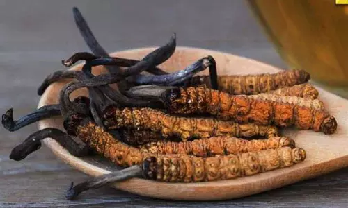 കിലോക്ക് 12 ലക്ഷം രൂപ; ചൈനീസ് സൈന്യം ഇന്ത്യയിലേക്ക് നുഴഞ്ഞ് കയറിയത് ഈ അത്യപൂർവ ഔഷധത്തിന് വേണ്ടിയെന്ന് റിപ്പോർട്ട്