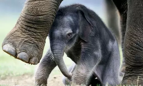 മുന്നാറിൽ ചരിഞ്ഞ മൂന്ന് കുട്ടിയാനകളിൽ ഒന്നിന് ഹെർപസ് അണുബാധ സ്ഥിരീകരിച്ചു