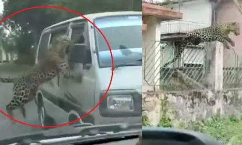 അസമിൽ പുലിയുടെ ആക്രമണം; ഫോറസ്റ്റ് ഉദ്യോഗസ്ഥർ ഉൾപ്പടെ 15 പേർക്ക് പരിക്ക്