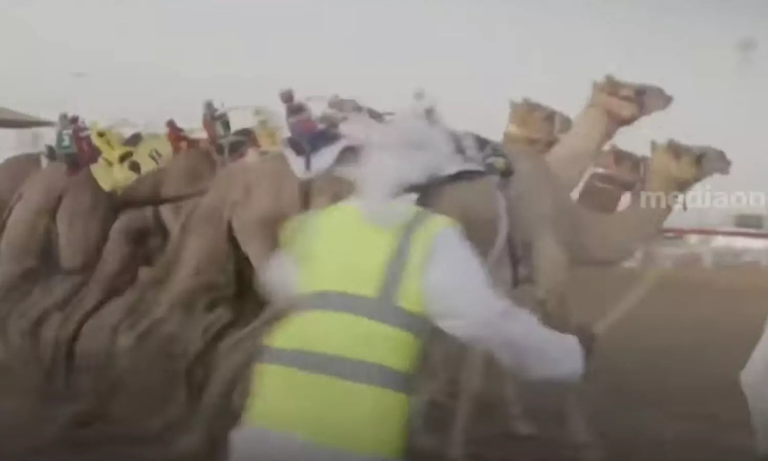 ഒട്ടകങ്ങളെ കുറിച്ച് ഡോക്യുമെന്റ്റി ഒരുക്കി യുഎഇ; തനത് സംസ്കാരവും ഒട്ടകയോട്ടവും പ്രമേയം ഒട്ടകങ്ങളെ കുറിച്ച് ഡോക്യുമെന്റ്റി ഒരുക്കി യുഎഇ; തനത് സംസ്കാരവും ഒട്ടകയോട്ടവും പ്രമേയം