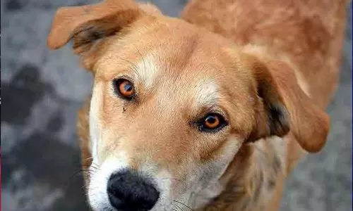 അട്ടപ്പാടിയിൽ രണ്ടര വയസ്സുകാരിക്ക് തെരുവുനായ ആക്രമണം; മുഖത്ത് മാത്രം ആറോളം മുറിവുകളേറ്റു