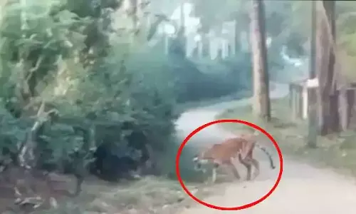 വയനാട് ജനവാസ മേഖലയിൽ ഇറങ്ങിയ കടുവയെ കാട്ടിലേക്ക് തുരത്താനുള്ള ശ്രമം ഊർജിതമാക്കി അധികൃതർ