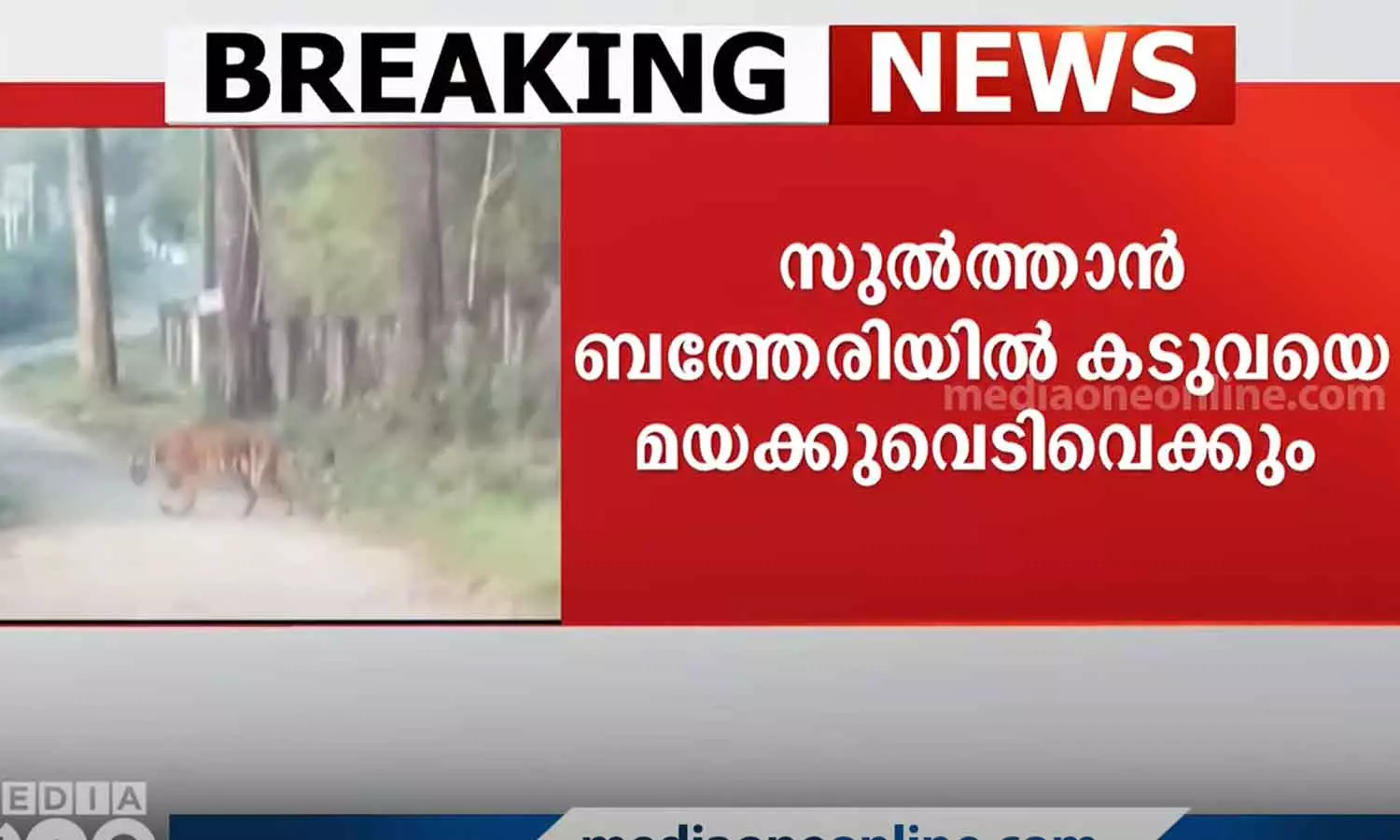 വാകേരിയിലെ ജനവാസ കേന്ദ്രത്തിലിറങ്ങിയ കടുവയെ പിടികൂടാനുള്ള ശ്രമങ്ങൾ ഇന്നും തുടരും വാകേരിയിലെ ജനവാസ കേന്ദ്രത്തിലിറങ്ങിയ കടുവയെ പിടികൂടാനുള്ള ശ്രമങ്ങൾ ഇന്നും തുടരും