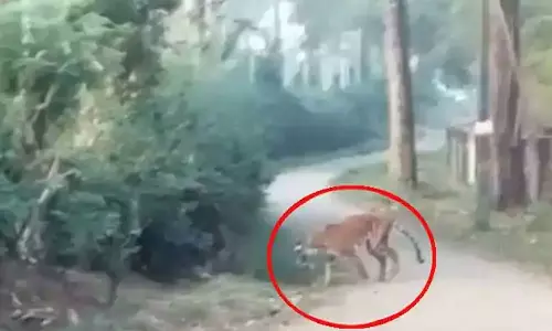 വയനാട്ടില്‍ ജനവാസ കേന്ദ്രത്തിലിറങ്ങിയ കടുവ ചത്തു