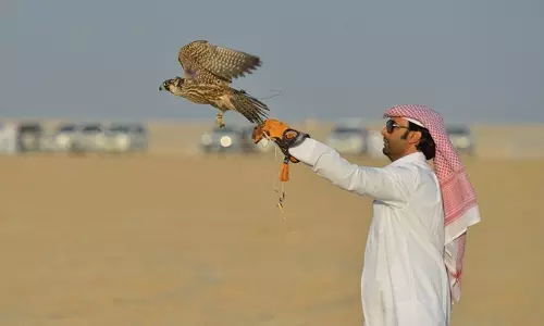 പതിനാലാമത് മാർമി ഫാൽക്കൺ ഫെസ്റ്റിവലിന് ഇന്ന് തുടക്കം