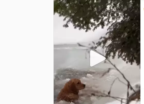 മഞ്ഞില്‍ പുതഞ്ഞുപോയ നായക്ക് രക്ഷകരായി അവധി ആഘോഷിക്കാനെത്തിയ കുടുംബം; ഹൃദയം തൊടുന്ന വീഡിയോ