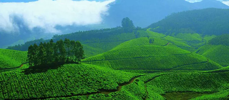 ബഫർ സോൺ ഫീൽഡ് സർവെ ഇടുക്കി ജില്ലയിൽ 65 % പൂർത്തിയായി