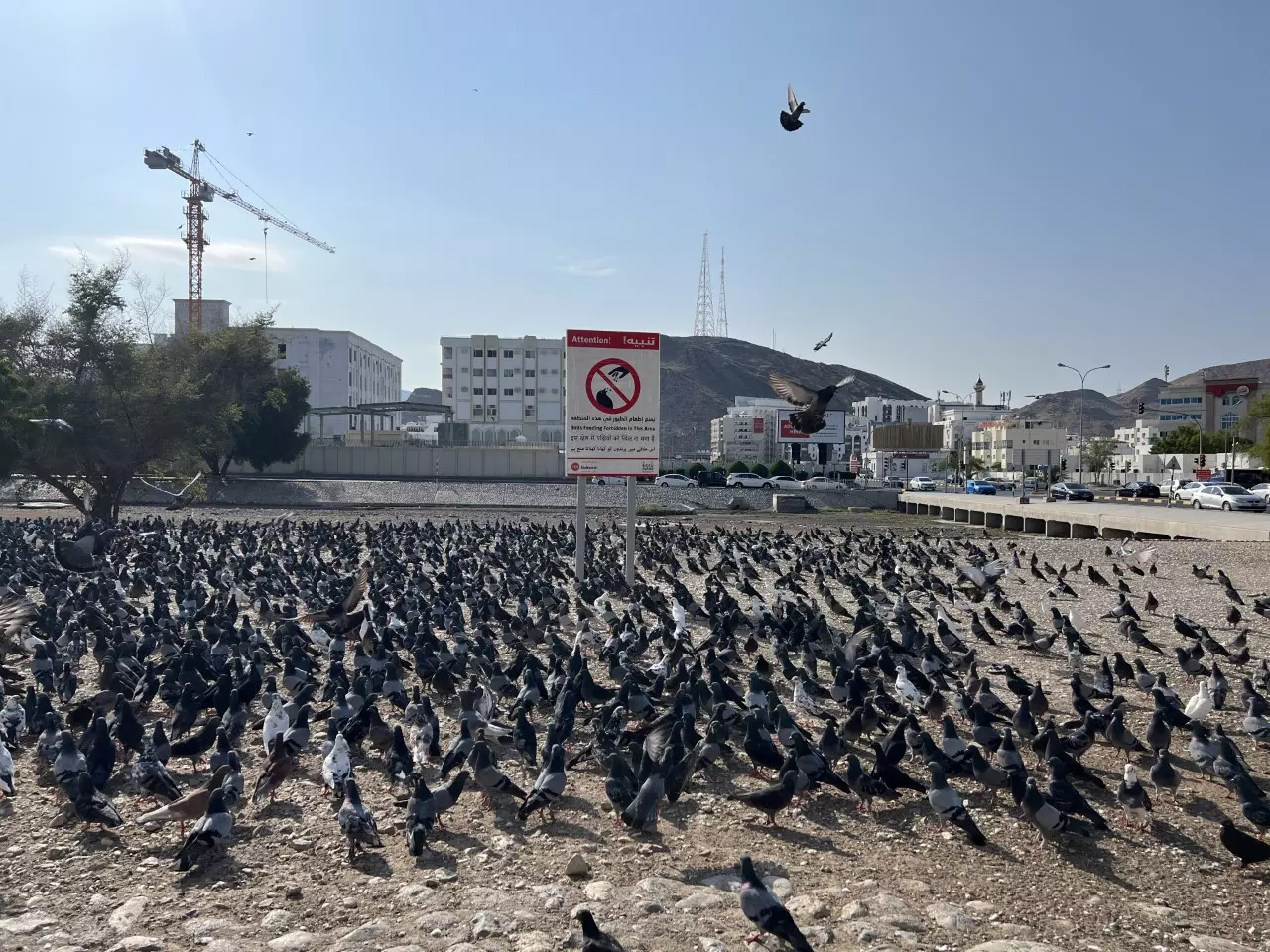 പൊതുസ്ഥലത്ത് പ്രാവുകൾക്ക് തീറ്റ: നിയന്ത്രണവുമായി മസ്‌കത്ത് നഗരസഭ