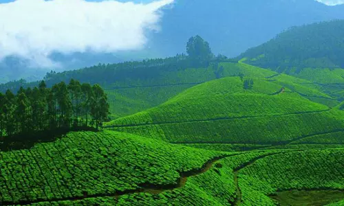 ബഫർ സോൺ ഫീൽഡ് സർവെ ഇടുക്കി ജില്ലയിൽ 65 % പൂർത്തിയായി