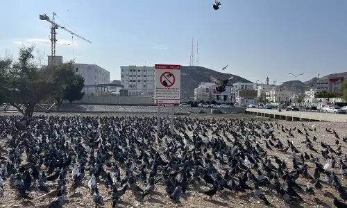 പൊതുസ്ഥലത്ത് പ്രാവുകൾക്ക് തീറ്റ: നിയന്ത്രണവുമായി മസ്‌കത്ത് നഗരസഭ