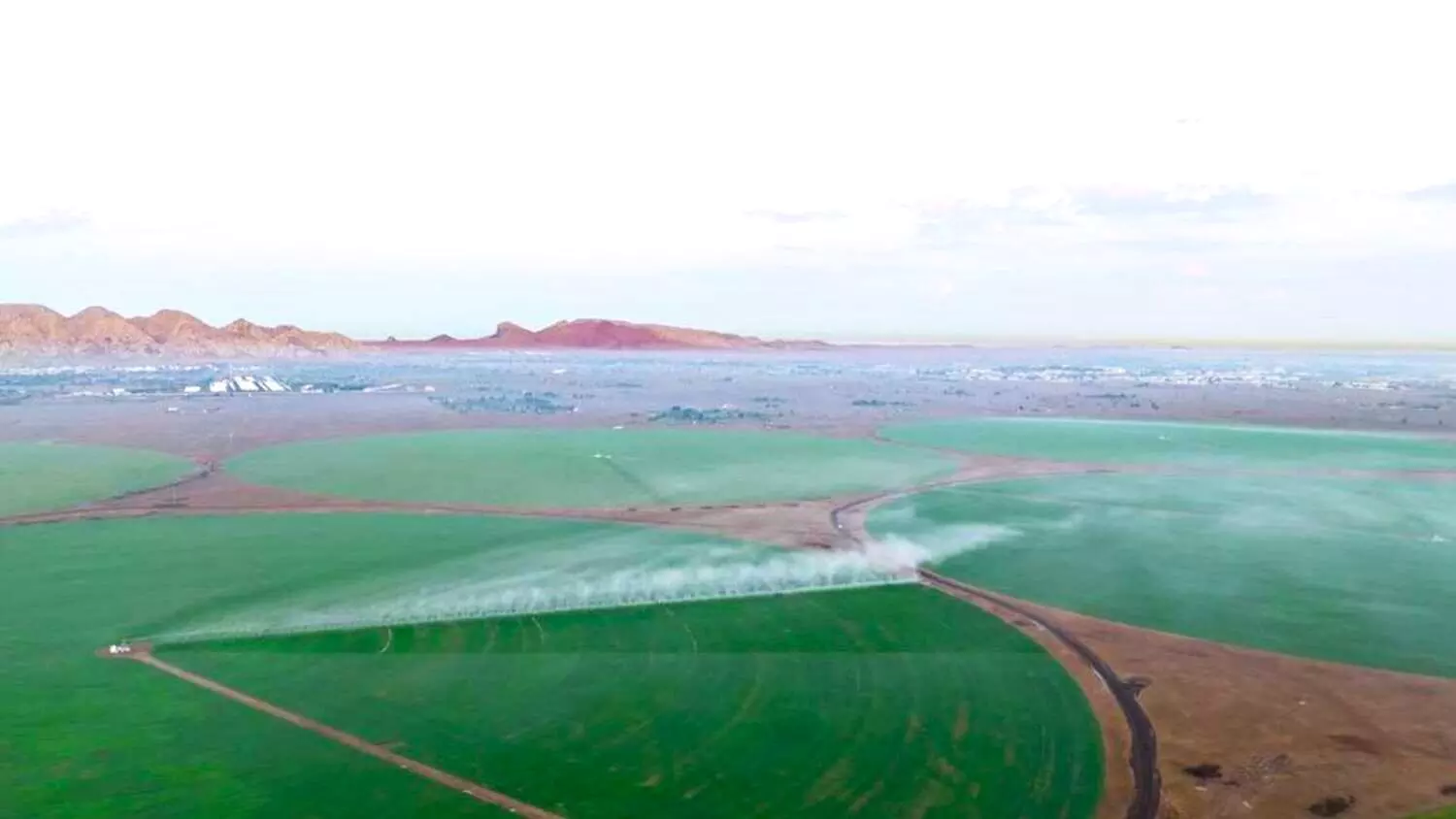 പച്ച പുതച്ച് മരുഭൂമി; ഷാർജയിലെ ഗോതമ്പ് ഫാമിൽ തളിരിലകൾ വിരിഞ്ഞു പച്ച പുതച്ച് മരുഭൂമി; ഷാർജയിലെ ഗോതമ്പ് ഫാമിൽ തളിരിലകൾ വിരിഞ്ഞു