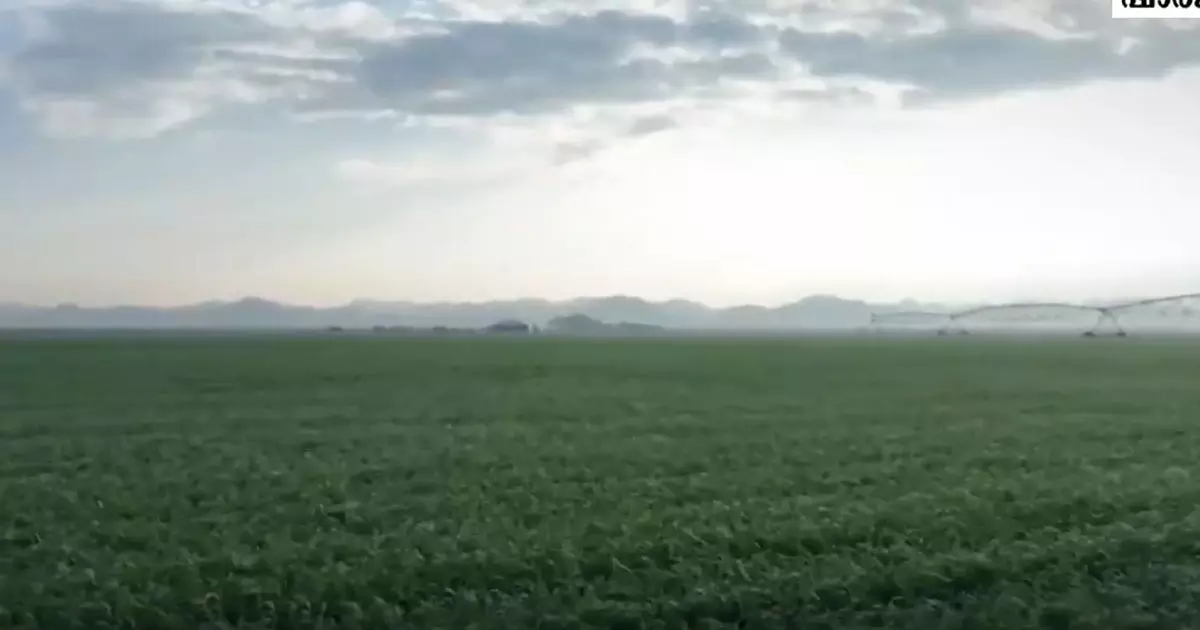 400 ഹെക്ടർ പാടം പച്ചപുതച്ചു;ഷാർജയിൽ ഗോതമ്പ് വിളയാൻ ഇനി രണ്ട് മാസം 400 ഹെക്ടർ പാടം പച്ചപുതച്ചു;ഷാർജയിൽ ഗോതമ്പ് വിളയാൻ ഇനി രണ്ട് മാസം