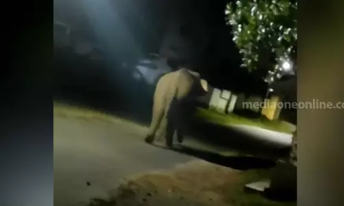 ധോണിയിൽ ജനവാസമേഖലയിലിറങ്ങുന്ന പിടി 7നെ പാർപ്പിക്കാൻ കൂട് നിർമാണം ആരംഭിച്ചു