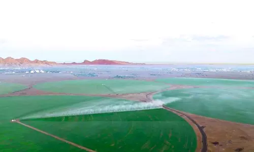 പച്ച പുതച്ച് മരുഭൂമി; ഷാർജയിലെ ഗോതമ്പ് ഫാമിൽ തളിരിലകൾ വിരിഞ്ഞു പച്ച പുതച്ച് മരുഭൂമി; ഷാർജയിലെ ഗോതമ്പ് ഫാമിൽ തളിരിലകൾ വിരിഞ്ഞു