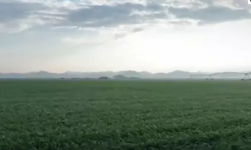 400 ഹെക്ടർ പാടം പച്ചപുതച്ചു;ഷാർജയിൽ ഗോതമ്പ് വിളയാൻ ഇനി രണ്ട് മാസം 400 ഹെക്ടർ പാടം പച്ചപുതച്ചു;ഷാർജയിൽ ഗോതമ്പ് വിളയാൻ ഇനി രണ്ട് മാസം