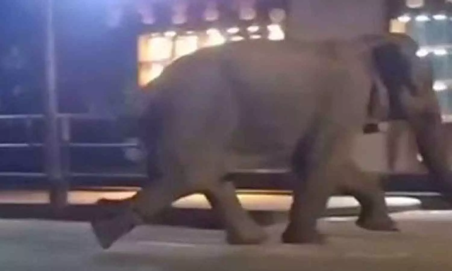 ബത്തേരിയിൽ ഭീതി പരത്തിയ കാട്ടാനയെ മയക്കുവെടിവെച്ചു ബത്തേരിയിൽ ഭീതി പരത്തിയ കാട്ടാനയെ മയക്കുവെടിവെച്ചു