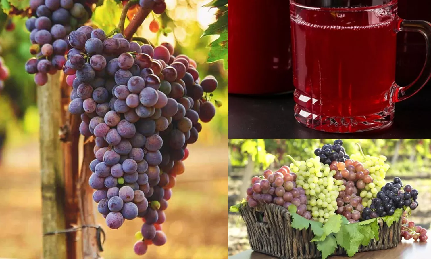 കുരുവിലും തോലിലും നിറത്തിലും വരെ ഗുണങ്ങൾ; മുന്തിരിയെ നിസ്സാരമായി കാണണ്ട