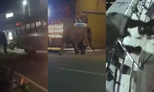 സുൽത്താൻ ബത്തേരി നഗരമധ്യത്തിൽ ഭീതിപരത്തിയ ആനക്കായുള്ള തെരച്ചിൽ ഇന്നും തുടരും സുൽത്താൻ ബത്തേരി നഗരമധ്യത്തിൽ ഭീതിപരത്തിയ ആനക്കായുള്ള തെരച്ചിൽ ഇന്നും തുടരും