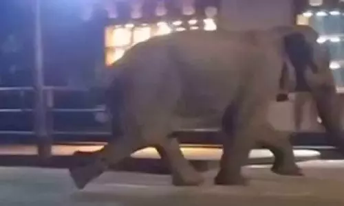 ബത്തേരിയിൽ ഭീതി പരത്തിയ കാട്ടാനയെ മയക്കുവെടിവെച്ചു ബത്തേരിയിൽ ഭീതി പരത്തിയ കാട്ടാനയെ മയക്കുവെടിവെച്ചു