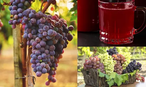 കുരുവിലും തോലിലും നിറത്തിലും വരെ ഗുണങ്ങൾ; മുന്തിരിയെ നിസ്സാരമായി കാണണ്ട