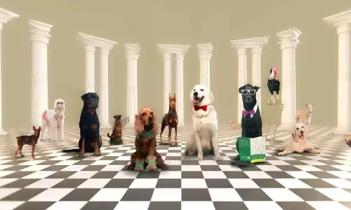 11 നായ്ക്കുട്ടികളും ഒരു പൂവൻകോഴിയും; ഫ്രൈഡേ ഫിലിം ഹൗസിന്‍റെ വാലാട്ടി, മോഷൻ പോസ്റ്റർ പുറത്തിറങ്ങി