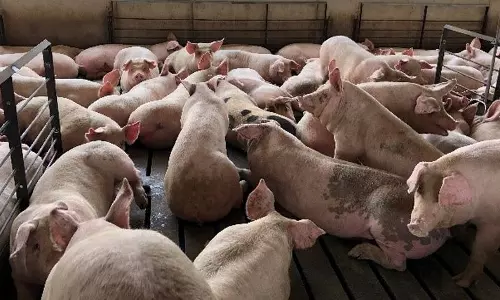 കാസർകോട്ട് ആഫ്രിക്കൻ പന്നിപ്പനി സ്ഥിരീകരിച്ചു