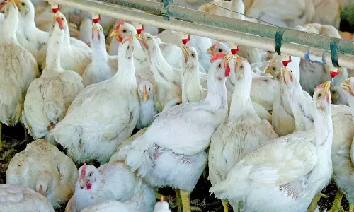 കോഴിക്കോട്ട് സർക്കാർ ഫാമില്‍ പക്ഷിപ്പനി; 1,800 കോഴികള്‍ ചത്തു