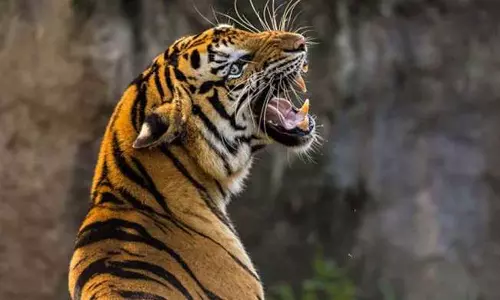 Man dies after tiger attack in Wayanad