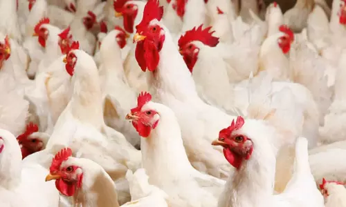 കോഴിയിറച്ചി കഴിച്ചാൽ പക്ഷിപ്പനി പകരുമോ?