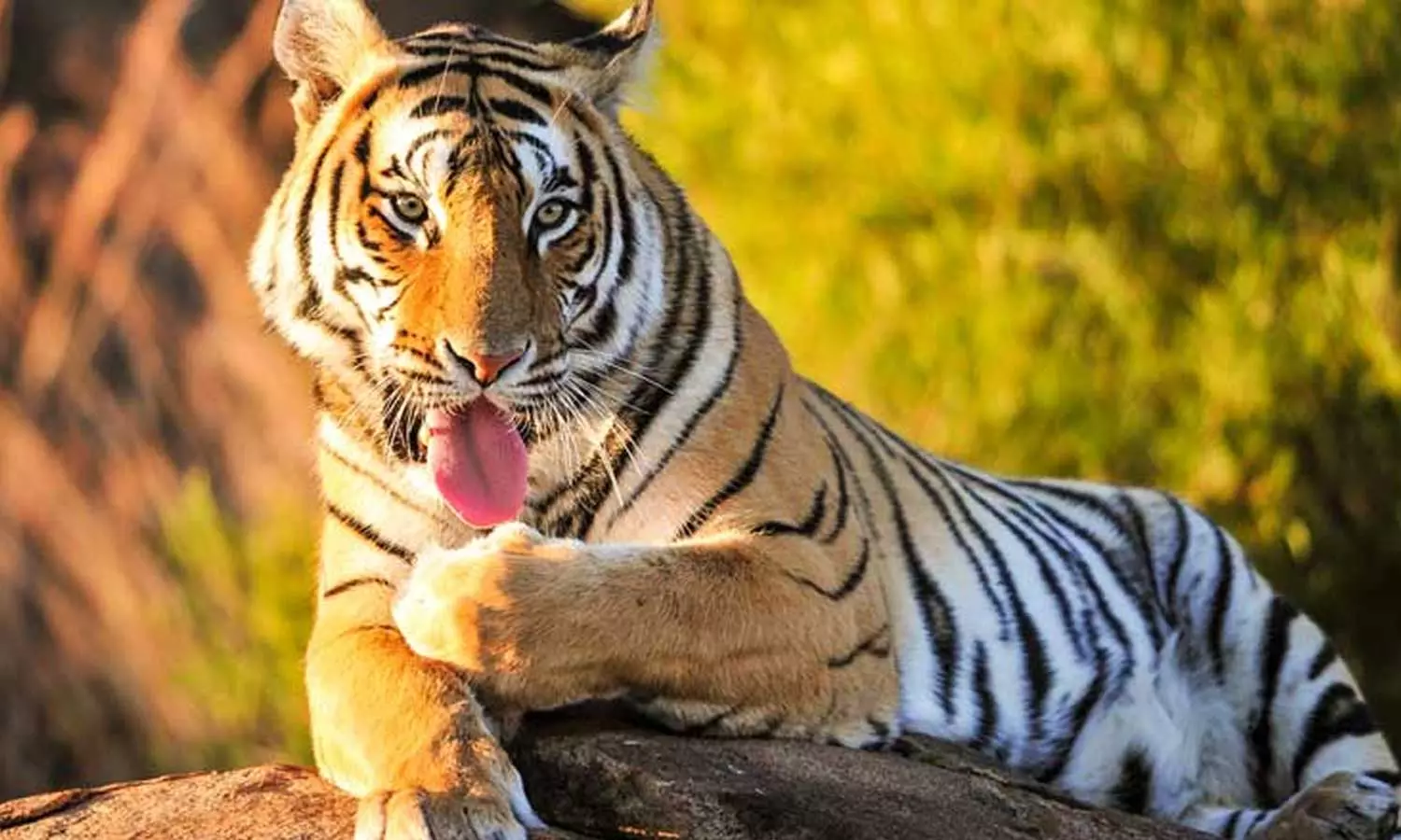 Locals say they saw a tiger in a banana plantation in Wayanad