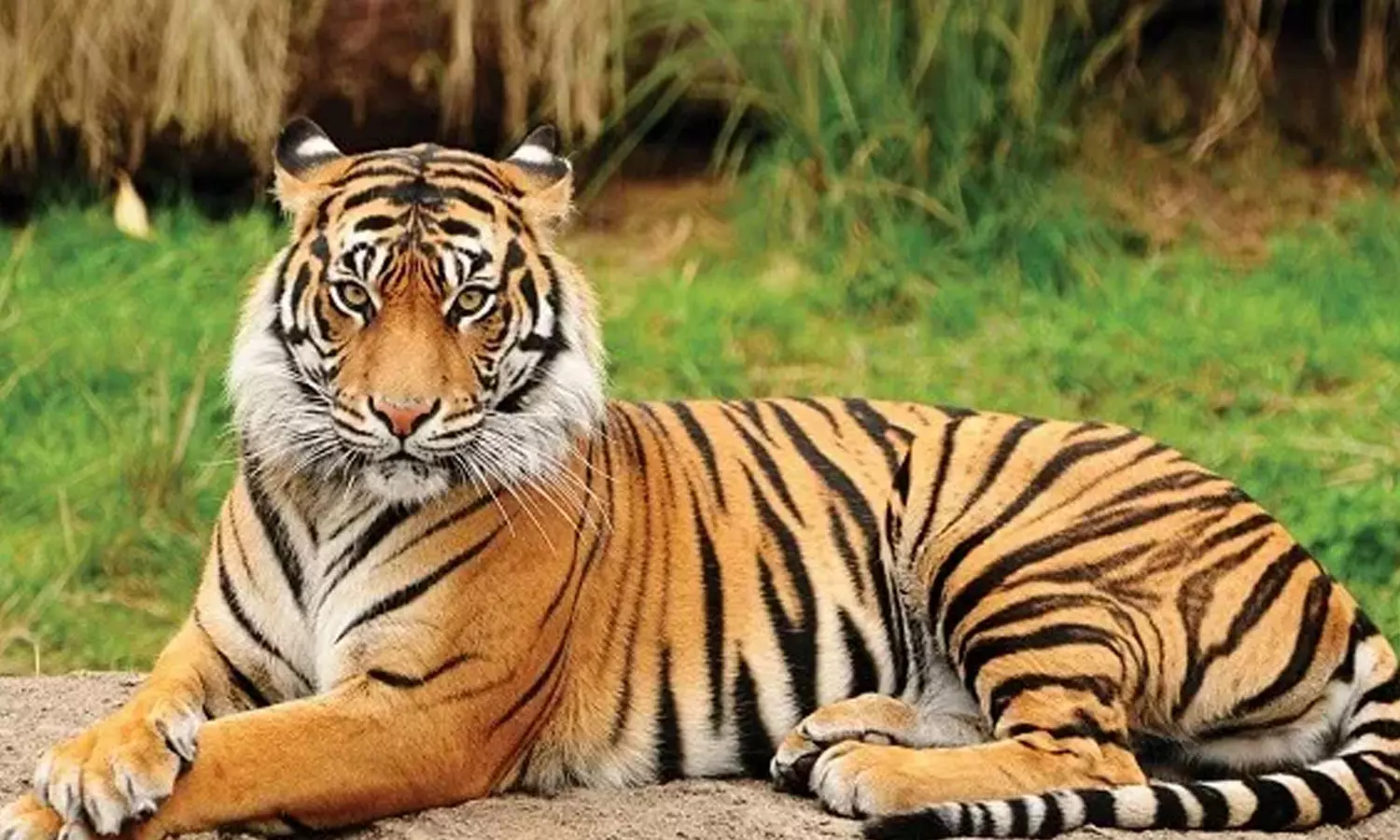 ഒടുവിൽ വലയിൽ: വയനാടിനെ വിറപ്പിച്ച കടുവയെ പിടികൂടി