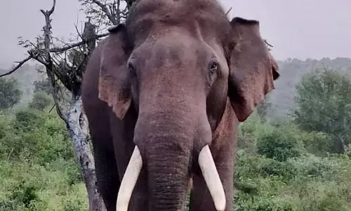 Wild elephant in Attappadi Wild elephant in Attappadi