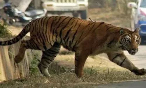 മാനന്തവാടി പിലാക്കാവിലും കടുവയുടെ ആക്രമണം; പശുക്കിടാവിനെ കൊന്നു