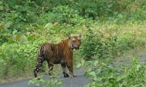 Tiger kills calf in Wayanad