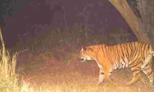 വന്യജീവി ശല്യം രൂക്ഷം: വയനാട്ടിൽ ഇന്ന് സർവകക്ഷി യോഗം