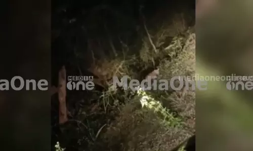 മണ്ണാർക്കാട് ജനവാസ മേഖലയിൽ പുലിയിറങ്ങി മണ്ണാർക്കാട് ജനവാസ മേഖലയിൽ പുലിയിറങ്ങി