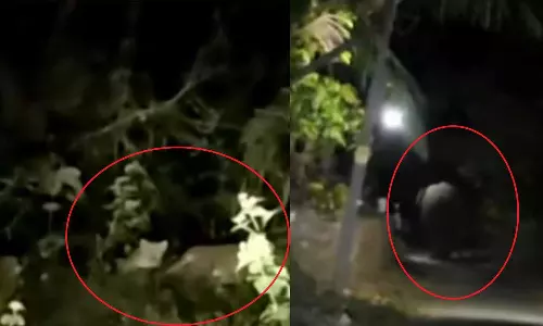 wild animal menace, palakkad residential area, leopard Palakkad,pt 7 elephant