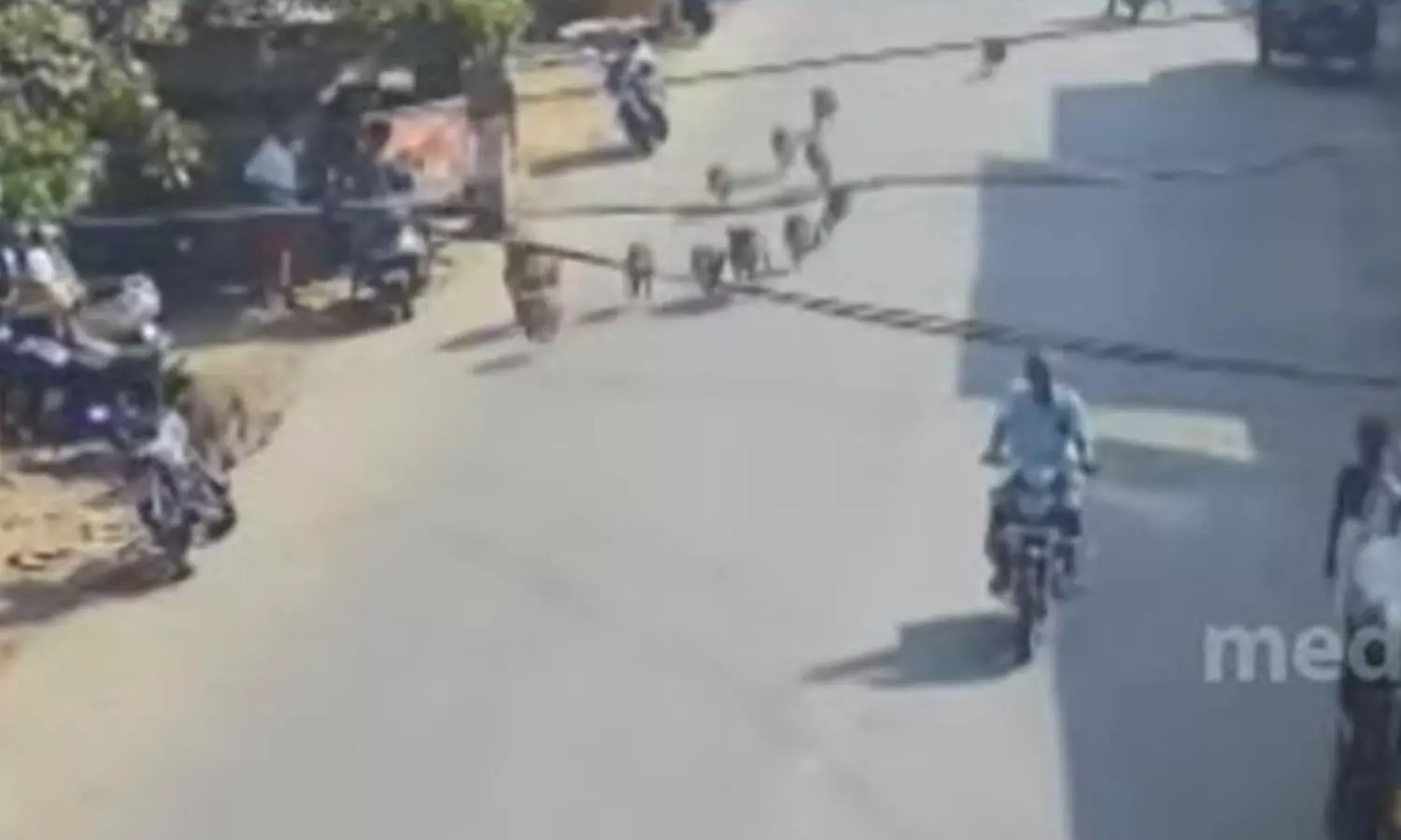 അതിവേഗം നഗരത്തിലൂടെ പാഞ്ഞ് കാട്ടുപന്നിക്കൂട്ടം; സി.സി.ടി.വി ദ്യശ്യം പുറത്ത്