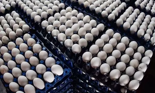 Shortage of one crore eggs, Shortage of eggs in Maharashtra Shortage of one crore eggs, Shortage of eggs in Maharashtra